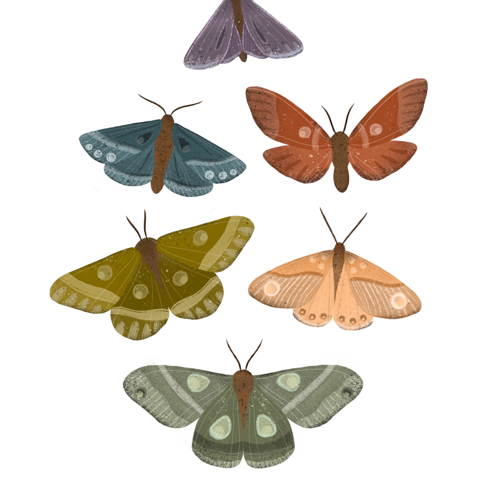 Moths 8x10